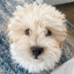 Meet your Posher, Brynn